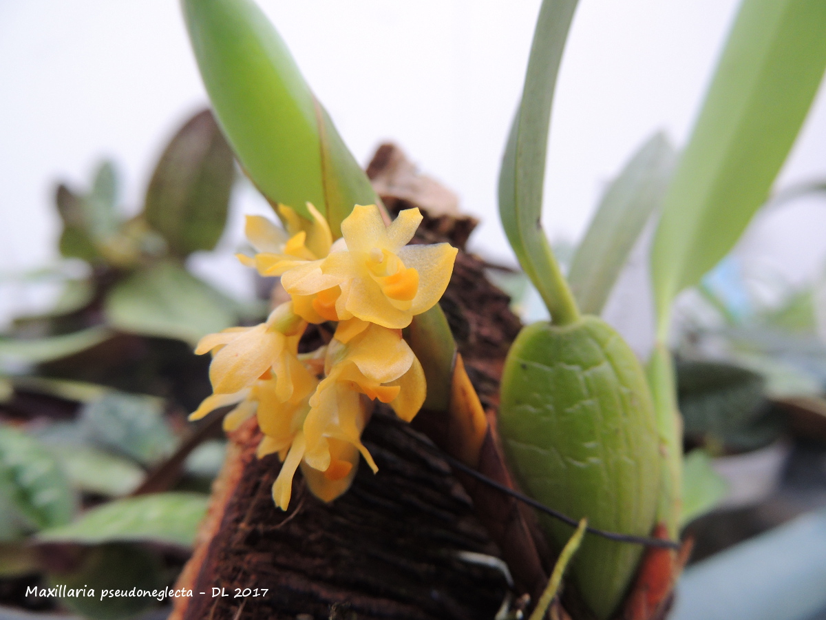 Maxillaria pseudoneglecta Maxillaria- pseudoneglecta - 2017